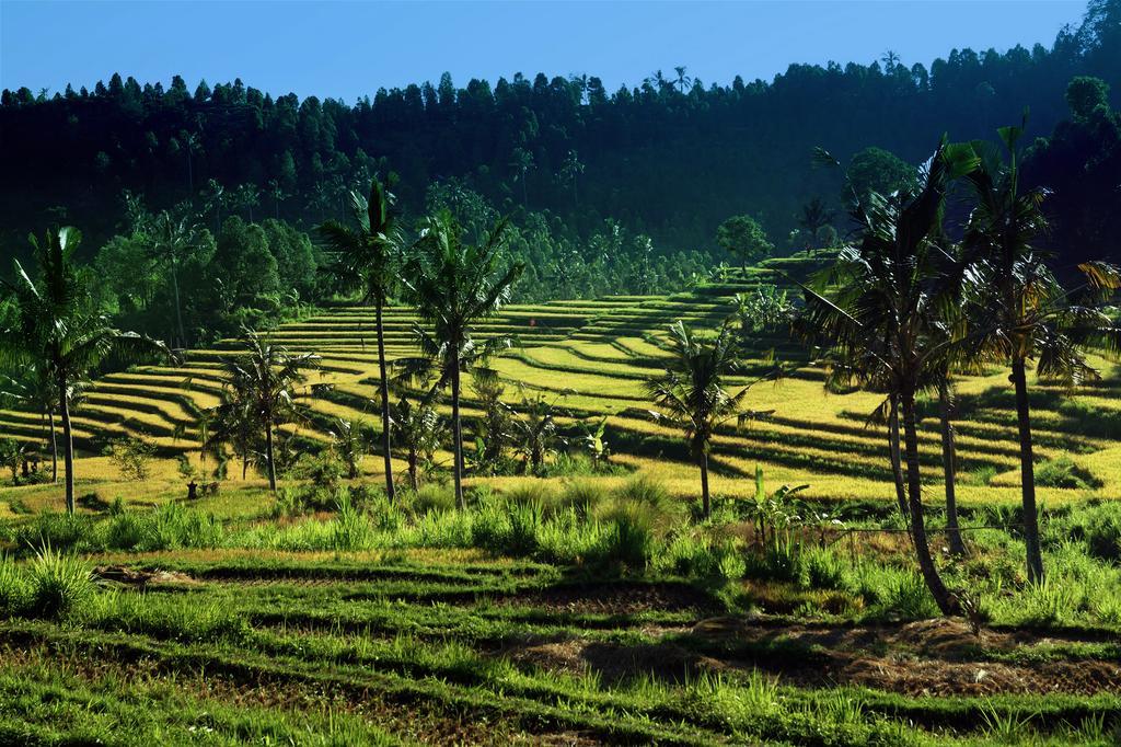 Lafyu Bali Singaraja Exterior foto